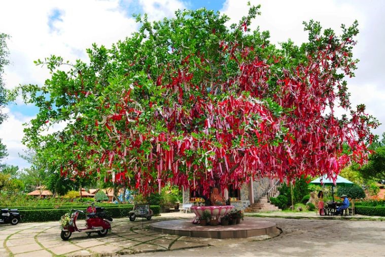Thung Lung Tình Yêu - Đà Lạt
